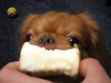 Funny dog eating an apple