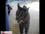 Funny cats, cute cats, funny dogs, funny animals funniest videos2