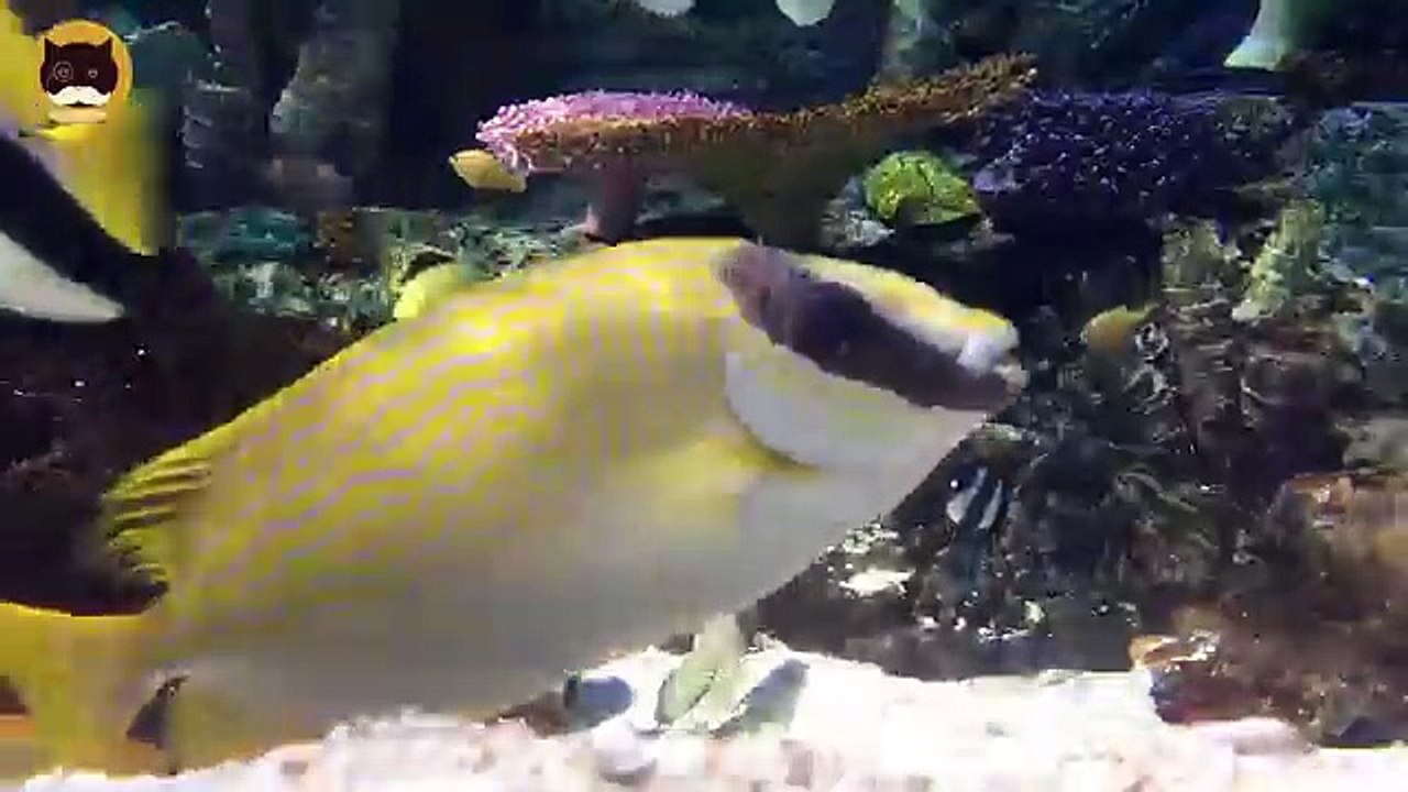 FISH VIDEO FOR CATS - Aquarium Fish #5. Entertainment Video for Cats to Watch.