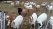 Rotational Grazing with sheep and Goats