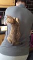 Ce chat a trouvé un endroit cool pour se reposer... Sur le dos de son maitre