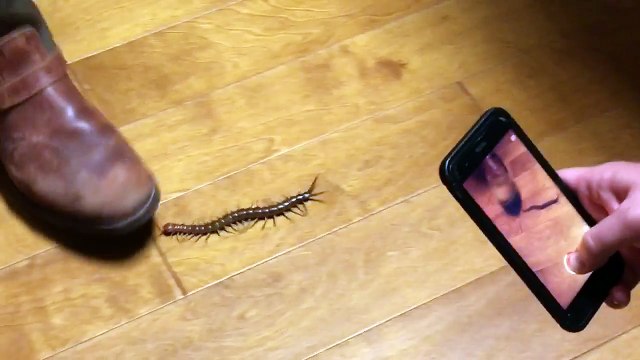 Ce mille-patte est terrifiant et sa piqûre très dangereuse!