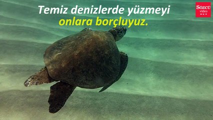 Deniz kaplumbağalarının ilginç özelliği