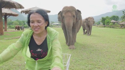 Ces éléphants adorent cet femme et la suivent partout !