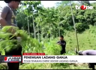 Polisi Temukan 4 Hektar Ladang Ganja