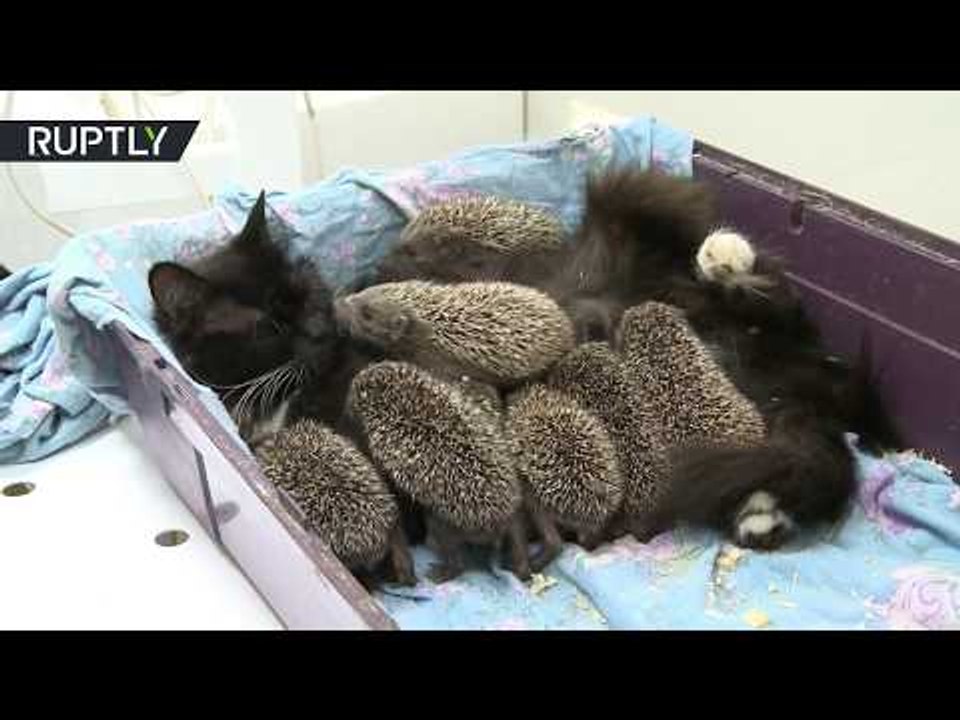 Fur & needles: Cat adopts orphaned baby hedgehogs