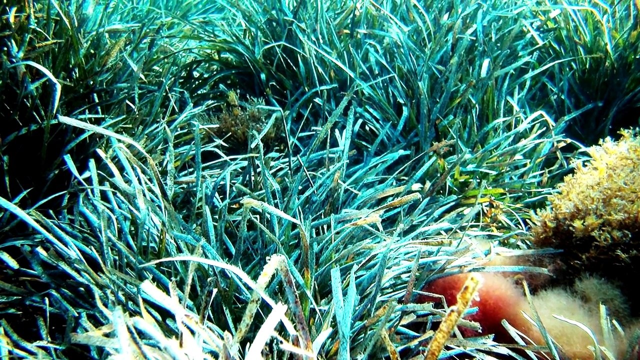 Worlds Deadliest Ocean Animals