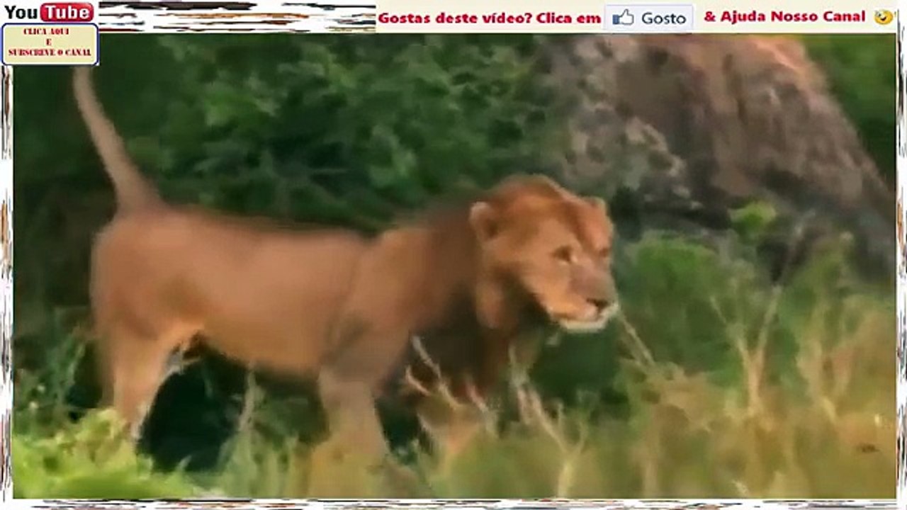 Lutas Ferozes Entre Leões E Búfalos