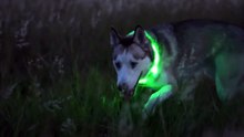 dogled
