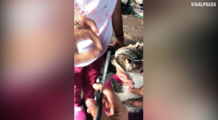 Good Samaritans Save Cat After Thugs Sewed Together Its EYES