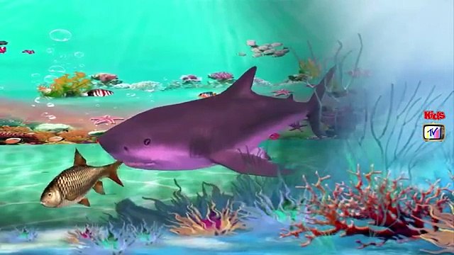 Finger Family Rhymes Sharks Cartoons | Johny Johny Yes Papa Ringa Ringa Roses Nursery Rhymes