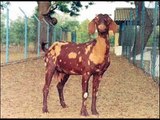 Goat Rearing is a profitable business in India - बकरी पालन व्यवसाय एक लाभकारी व्यवसाय है।