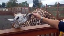 TAJIRI THE GIRAFFE EATING CARROTS