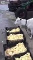 Goat eating fluffy little chicks