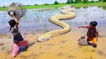 Curious?? Why These Kids Catch Big Water Snake in the Farm?