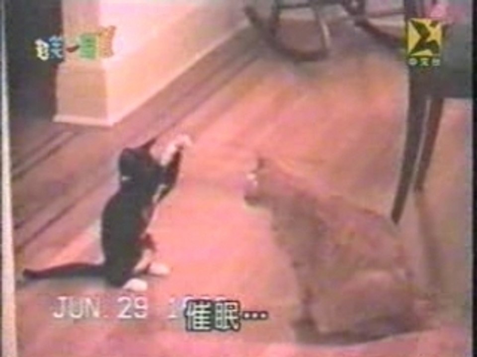 CGT- interdit aux conos-video sympa pour militant CGT