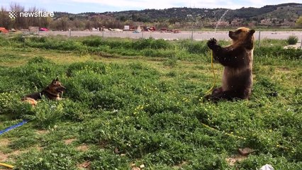 Brown bear sprays dog with hosepipe