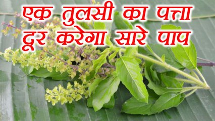 Rama Ekadashi:  एक तुलसी पत्ता दूर करेगा सारे पाप | Tulsi Importance on रामा एकादशी | Boldsky