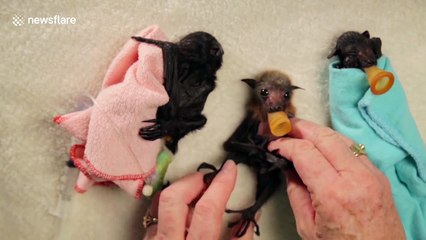 Baby Bat Burritos