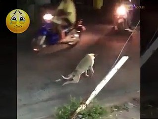 ohhh god funny dog