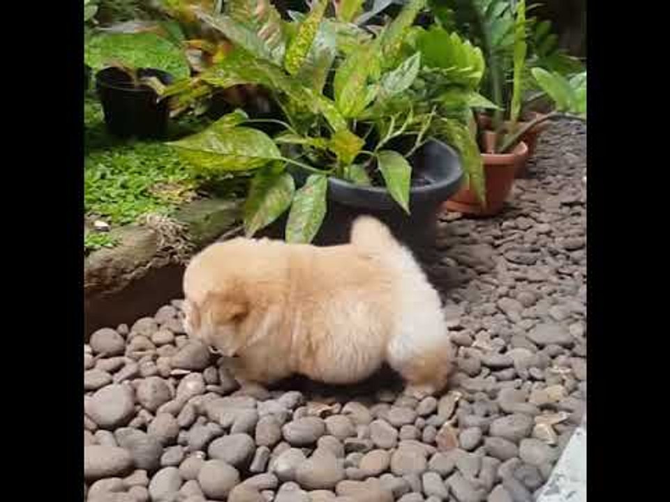 Chow Chow Puppy Is Beyond Cute
