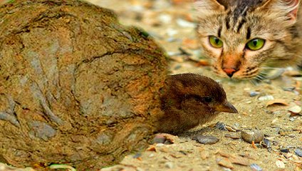 Ai mà ngờ đống phân bò đã cứu sống chú chim sẻ