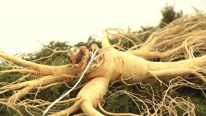 인삼과 함께 건강 나눠요...전국서 발길 / YTN