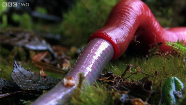 Des vers de terres géants monstrueux et terrifiants