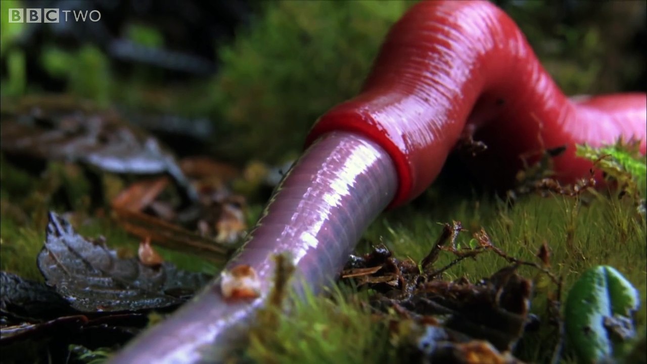 Des vers de terres géants monstrueux et terrifiants