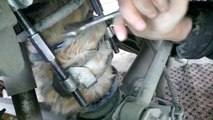 Ils retrouvent un chat coincé dans un amortisseur de voiture... Dingue