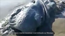 Une créature marine mystérieuse échouée sur une plage au mexique