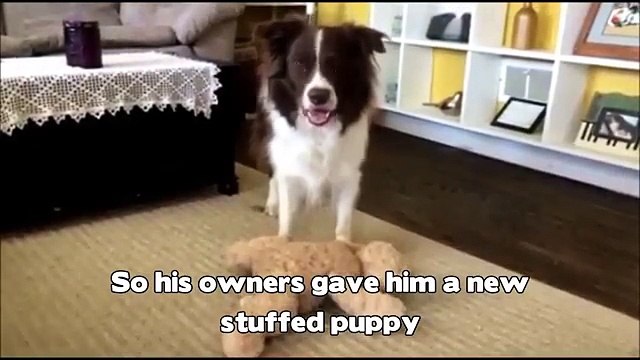 Désemparé depuis la mort de son ami, ce chien avait perdu goût à la vie, mais son maître lui fait un cadeau qui changera