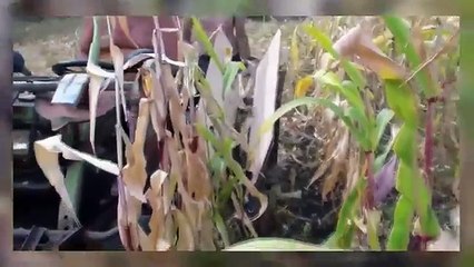 Teknik Bertani : Antara Mesin Canggih Modern dan Tradisional