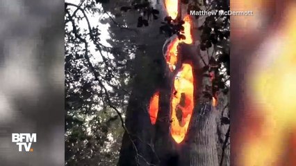 En Californie, cet arbre brûle… de l'intérieur