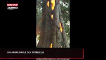 Incendie en Californie : Un arbre brûle de l’intérieur, les étonnantes images (Vidéo)