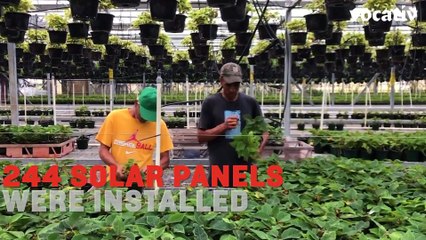 Puerto Rican Flower Farm Saved By Solar Energy After Hurricane Maria