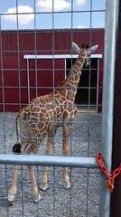 Alf the Giraffe Brights Zoo Today
