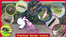 Names of Garden Insects | Bugs / Insects for Kids