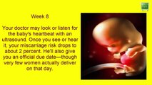 Pregnancy week by week- Fetal development Week 1 to 40 in mothers womb