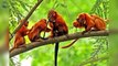 8 Animales Más Aterradores de la Selva Amazónica