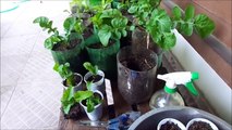 Como plantar rúcula em vasos/pet e colher em 60 dias