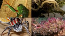 15 Extraordinary Animal Discoveries