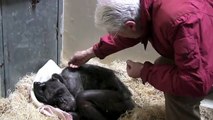 59-year-old chimpanzee ‘Mama’ is sick and refuse food until she recognized her old friend