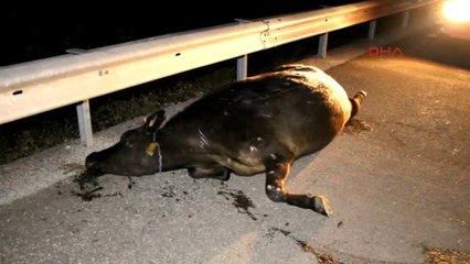 Bolu İneğe Çarpan İki Otomobilden Biri Takla Attı 3 Yaralı