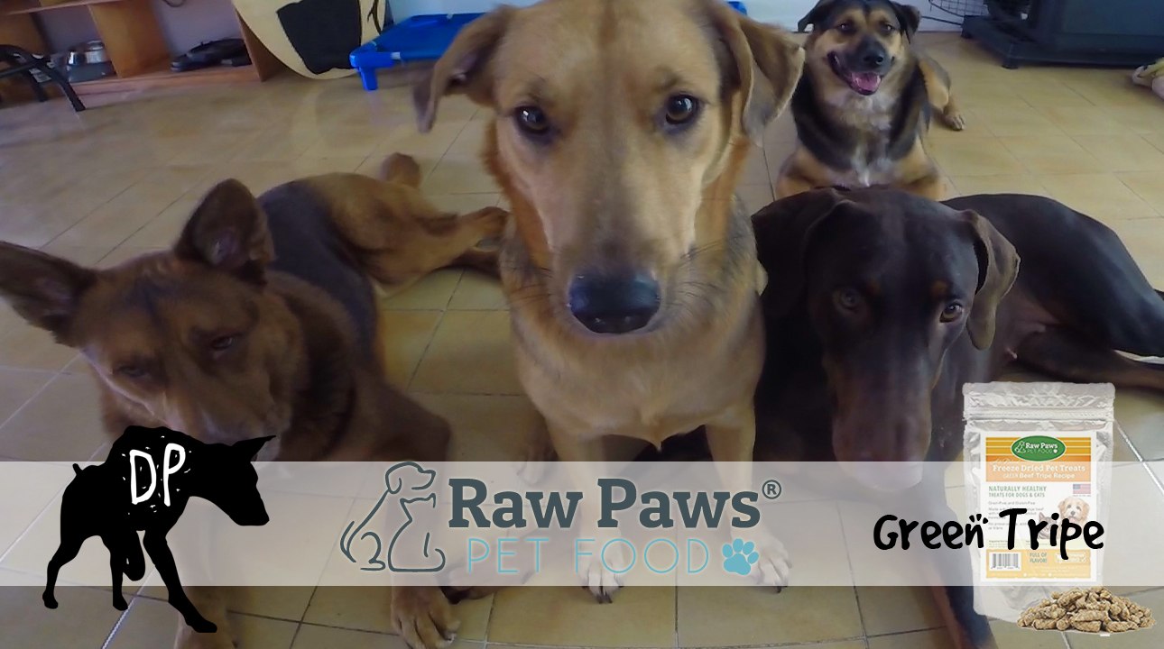 Raw Paws Green Tripe Review