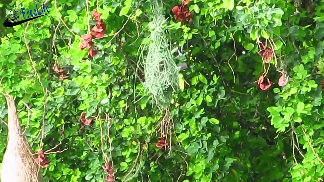 Beautiful wild birds: The most strangely beautiful birds nests in the world #1