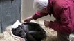 59-year-old chimpanzee ‘Mama’ is sick and refuse food until she recognized her old friend