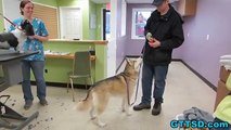 Siberian Husky Memphis Bath Grooming Time! BATH TIME CHALLENGE