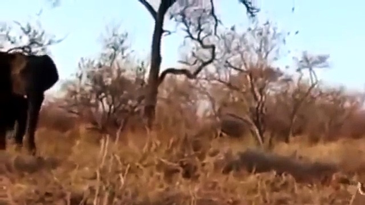 LA AMISTAD ENTRE EL LEON Y EL LEOPARDO   Animales Salvajes