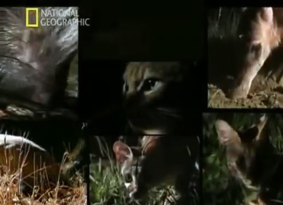 LOS 7 ANIMALES SECRETOS DE AFRICA   ANIMALES ASOMBROSOS   National Geographic